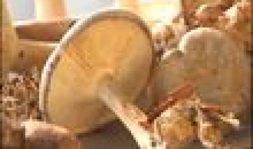 Champignons : exposition